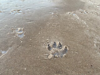 Dog paw print in the sand on a winter day. The paw print is covered in ice.