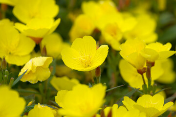 Obraz premium Trollius pumilus,flower, yellow, nature, spring, plant, flowers, field, green, blossom, garden, meadow, bloom, summer, beautiful, flora, canola, macro, grass, beauty, rapeseed, floral, closeup, bloomi