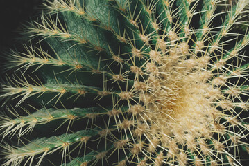 Naklejka na ściany i meble Cactus spines texture. Green exotic concept. Jungle abstract backdrop.