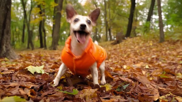 Adorable dog jumping and dancing excited waiting for the Fetch aport toy. Active crazy eyes. Funny small pet wearing orange coat. Slow motion video footage. Autumn park with fallen leaves Weekend walk