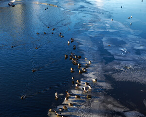 ducks on ice
