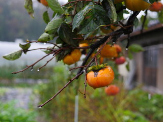 Persimmon on a branch in a rainy day