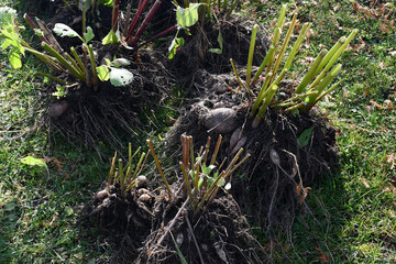 Roots and tubers of dahlias not cleared from the ground lie on the grass. Autumn works in the...
