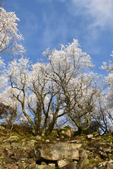 Mörschieder Burr im Nationalpark Hunsrück-Hochwald