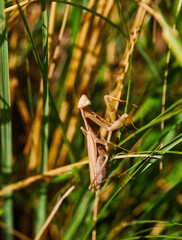 Mantis religiosa is masking in the grass and waiting for her mantis Male to eat him
