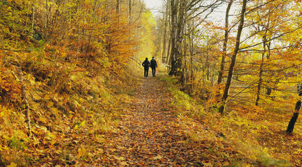 Person walking in the autumn forest