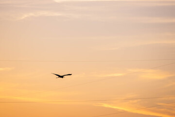 The bird flies across the sunset sky. Wires in the sky. Clouds in the golden sky. Life path. Search for the meaning of life. Flight in height.