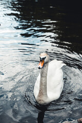 Mute swan and ducks in the background. Taken in Prater, Vienna. The lake used to be a billabong of the Danube river.