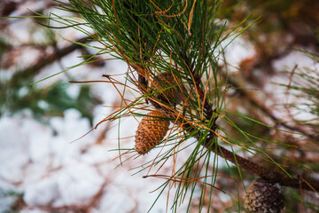 pine tree branches