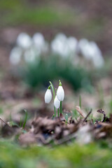 Snowdrops. Galanthus is a small genus of about 20 species of bulbous perennial herbaceous plants in the family Amaryllidaceae.