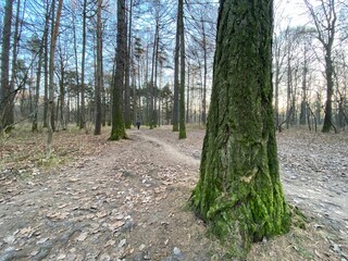 path in the forest