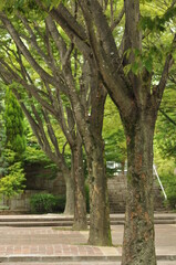 公園の樹木