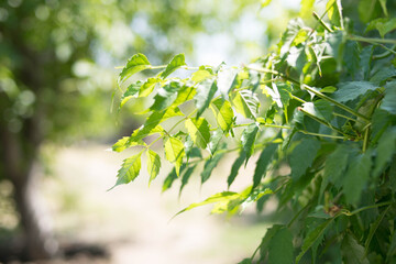 Branch with green leaves. Sunny day. Summer. Garden trees. Green.