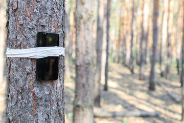 the smartphone is tied to a tree in the forest and records what is happening