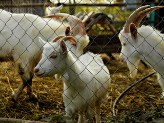 White goats stand in paddock, fenced with wire fence