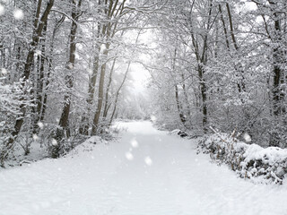 Winter snowy in the forest landscape