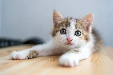 Fototapeta na wymiar a cute kitten of a three-color suit lies on the table with its legs outstretched and looks at us