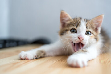 young cat opened its mouth yawns lying on a wooden surface