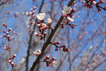 Half opened flowers of apricot against blue sky in April
