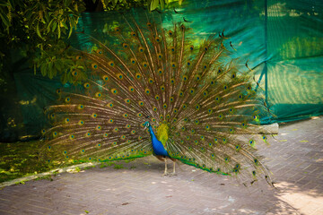 Obraz premium Pavo Real