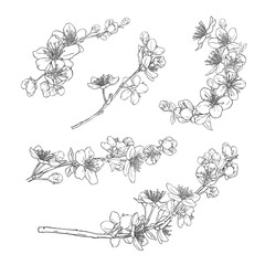 Collection of hand drawn wreaths, branches with cherry blossoms.
