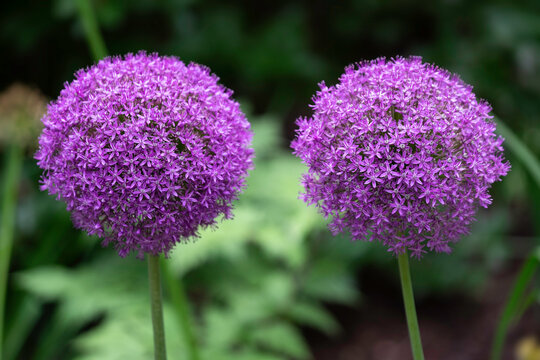 Two gigantic purple Allium Giganteum flowers, ornamental onions with round large purple flower heads in a garden