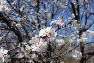 Inflorescences of apricot tree against blue sky in April