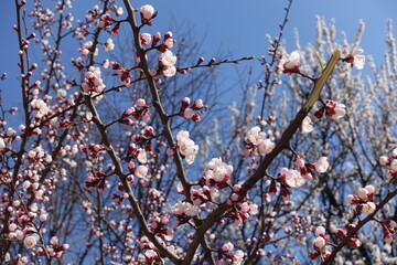 Light pink flowers on branches of apricot tree against blue sky in April