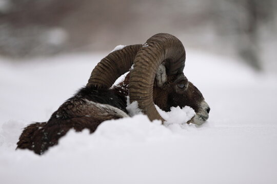 Big european moufflon in the forest/wild animal in the nature habitat