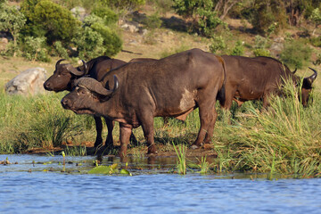 The African buffalo or Cape buffalo (Syncerus caffer) herd of buffalo on the shore of waterholes