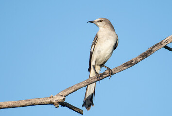 Northern Mockingbird with beak deformity. 