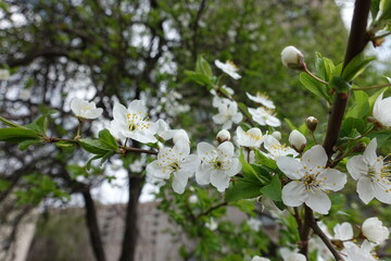 Twig of blossoming sour cherry tree in mid April