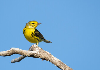 Prairie Warbler perch 