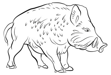Animals. Black and white image of a large wild boar, coloring book for children.