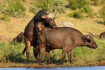 Foto op Canvas De Afrikaanse buffel of Kaapse buffel (Syncerus caffer) twee buffels aan de oevers van de waterput © Karlos Lomsky