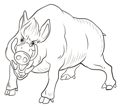 Animals. Black and white image of a large wild boar, coloring book for children.