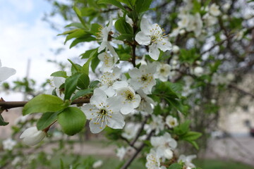 White flowers on branch of sour cherry tree in April