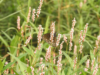 Beautiful butterfly on wildflower view. Macro close up view butterfly on soft green background. Elegant amazing rural artistic image.