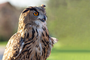 Close up portrait of an owl on a green blurred background. Summer, sunlight, selective focus.