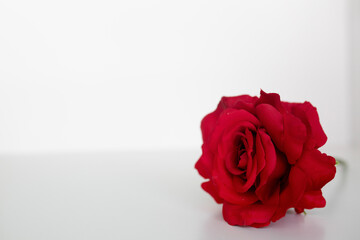 Fototapeta premium red roses roses flat lay against a white background