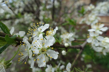 Yellow stamens and white petals of flowers of sour cherry tree in April