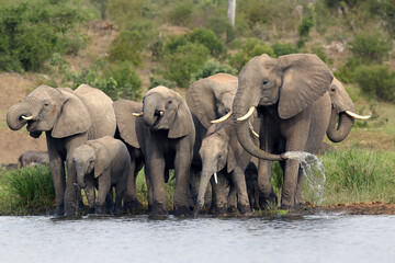 The African bush elephant (Loxodonta africana) group of elephants drinking from a small lagoon. Drinking elephants, a large female sprays water from her trunk.