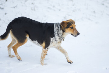 Portrait of mixed-breed hunting  female dog promptly stepping in a deep snow while chasing field mouse at winter season