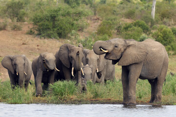 The African bush elephant (Loxodonta africana), a young male drinking, a group of female elephants with young coming. A large group of elephants at a watering hole.
