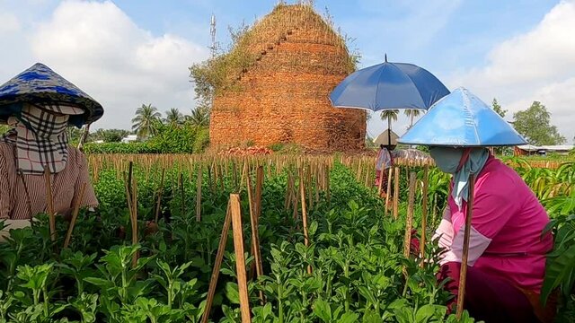 Woman working on floawer garden in Ben Tre province, Vietnam.