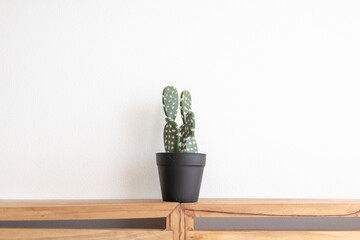 Cactus model on the wooden pallet board with isolated white background.