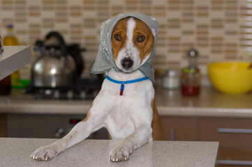 Resourceful basenji dog dressed up like a mistress female wearing kerchief reached to table for to find anything tasty