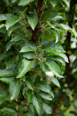 Obraz premium large horizontal photo. summer time. garden fruits. Beautiful natural pear tree, leaves. Green life.