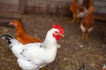 summer time. household. rooster walking in the pen. production of chicken meat. farm products. white rooster.
