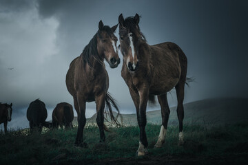 horse in the field